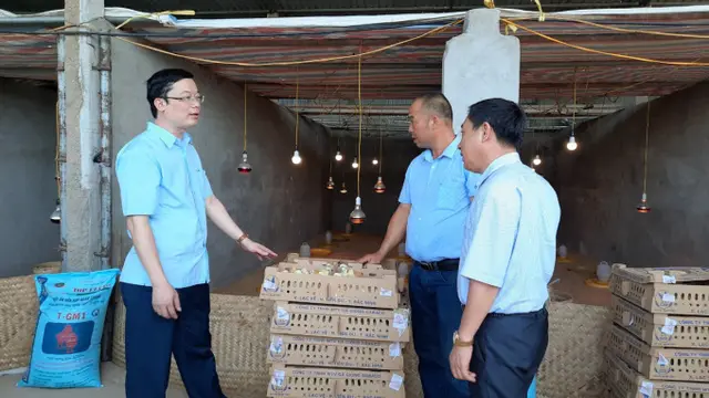 Hỗ trợ nông dân Hà Nam thêm 5 vạn con gà giống Dabaco