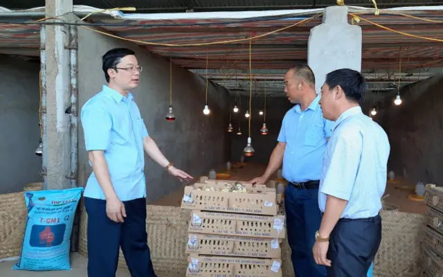 Hỗ trợ nông dân Hà Nam thêm 5 vạn con gà giống Dabaco