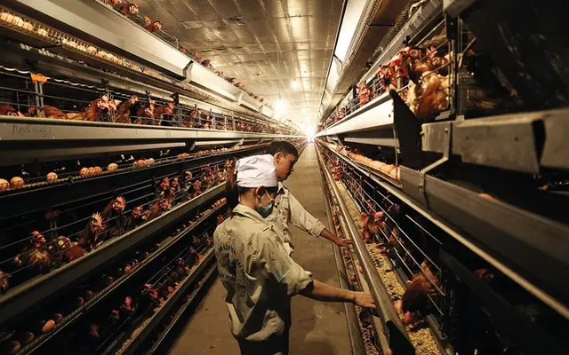 Dabaco: Những miếng ghép mô hình chăn nuôi quy mô lớn