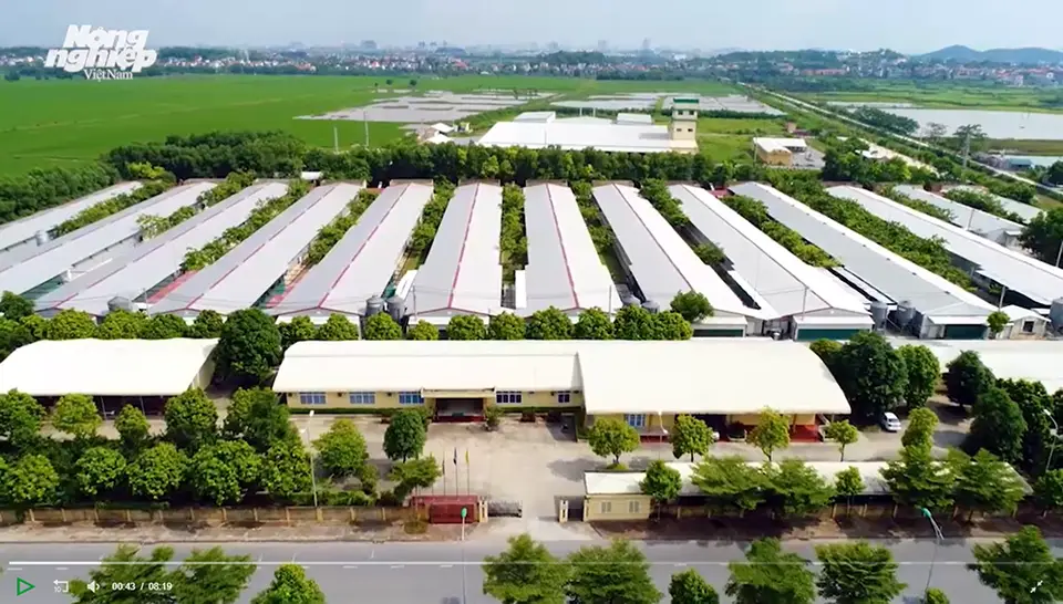 Dabaco cung ứng ra thị trường 60 triệu gà giống lông mầu chất lượng cao