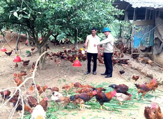 Gà đồi Thác đất
