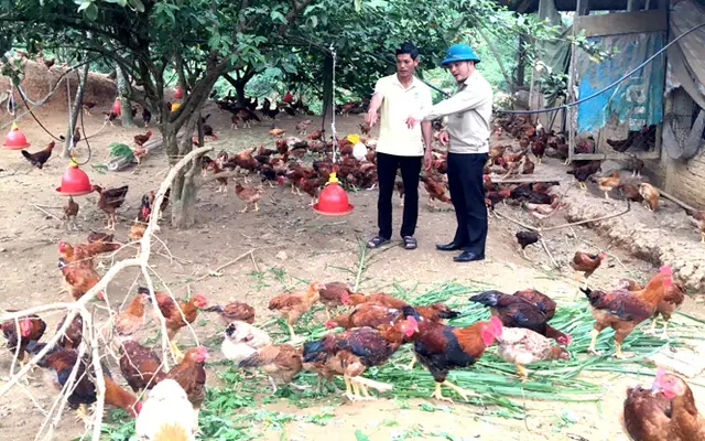 Gà đồi Thác đất
