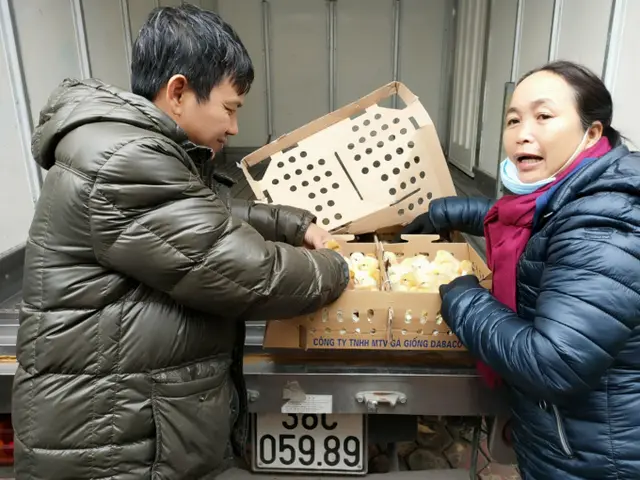 Hà Tĩnh tiếp nhận 200.000 con gà lông màu J-Dabaco