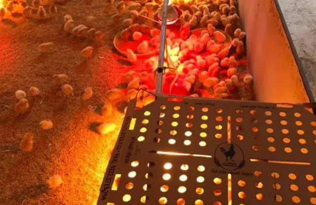 Các biện pháp phòng chống rét cho đàn gia cầm
