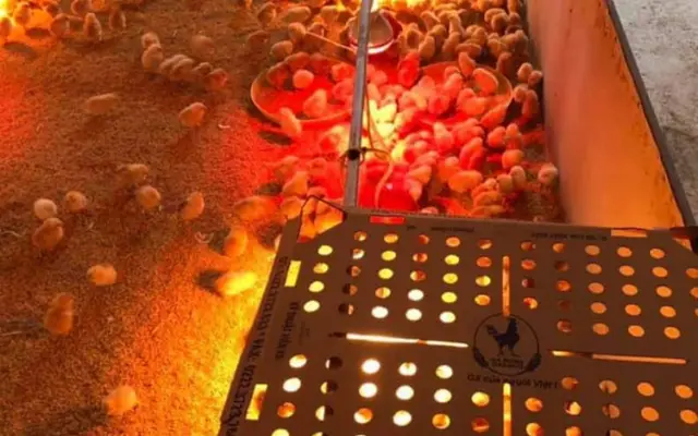 Các biện pháp phòng chống rét cho đàn gia cầm