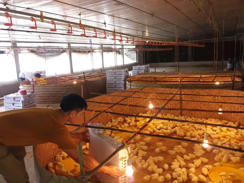Gà giống Dabaco ra phiên gà mở hàng năm Tân Sửu