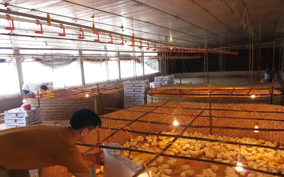 Gà giống Dabaco ra phiên gà mở hàng năm Tân Sửu