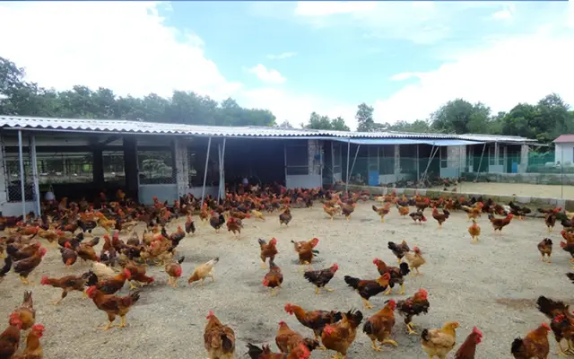Kỹ thuật chăn nuôi gà Lông Màu DABACO