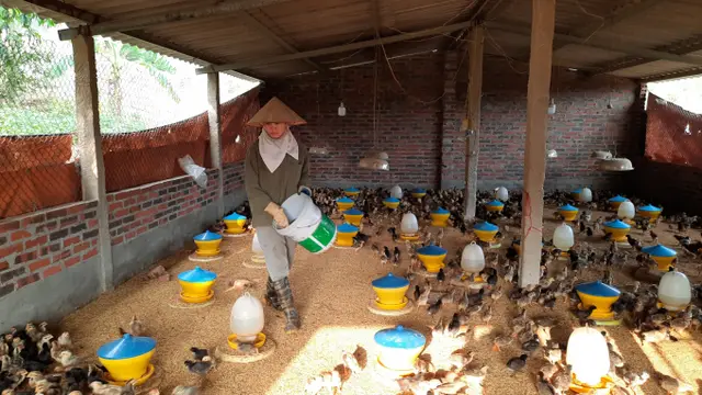 Thị trường gia cầm liệu đã tạo đáy?