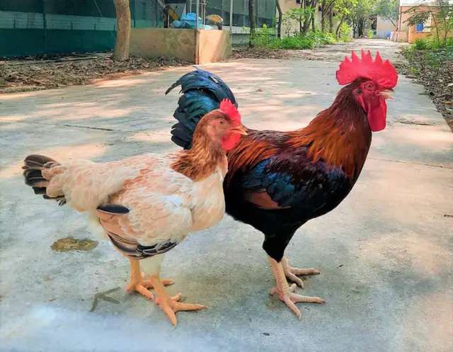 Mía số 1-Dabaco và sự trỗi dậy của giống gà thuần Việt