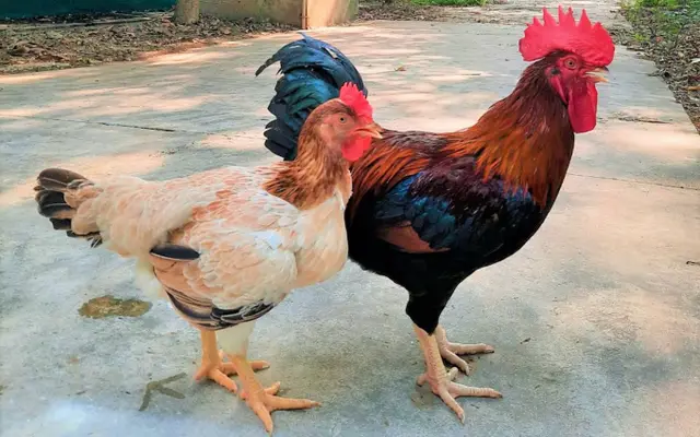 Mía số 1-Dabaco và sự trỗi dậy của giống gà thuần Việt
