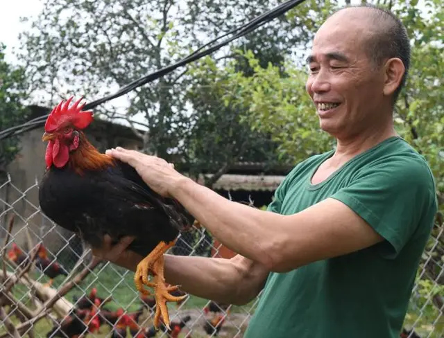 Người nuôi gà lãi lớn dù giá thức ăn chăn nuôi tăng cao