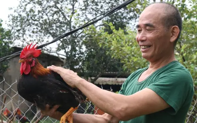 Người nuôi gà lãi lớn dù giá thức ăn chăn nuôi tăng cao