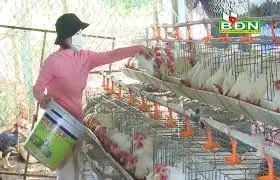 Nuôi gà siêu trứng, mỗi tháng thu hơn ba mươi triệu đồng
