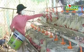 Nuôi gà siêu trứng, mỗi tháng thu hơn ba mươi triệu đồng