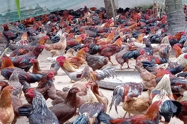 Nuôi gà Nòi Ngũ Sắc, dễ cầm chắc thắng lợi