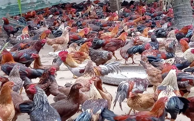 Nuôi gà Nòi Ngũ Sắc, dễ cầm chắc thắng lợi