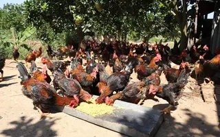 Gà Mía Dabaco "trơn lông đỏ da" mau lớn với phương pháp kết hợp thức ăn bổ sung thảo dược