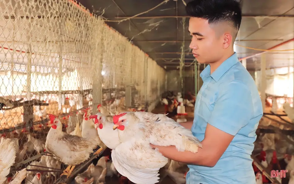 Nuôi gà đẻ trứng, thanh niên Hà Tĩnh lãi trên 700 triệu đồng/năm
