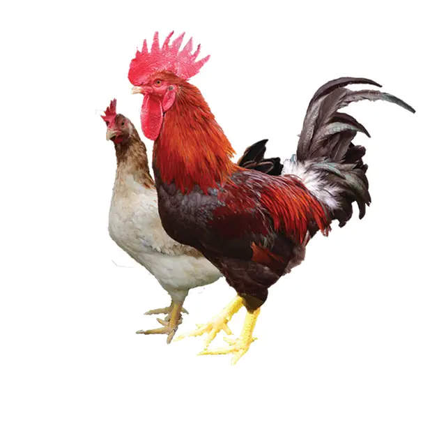 Mía Số 1 Dabaco