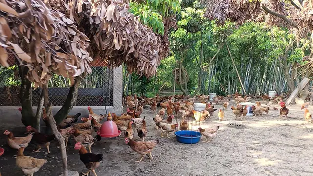 ​Cách phòng, chống nắng nóng cho vật nuôi