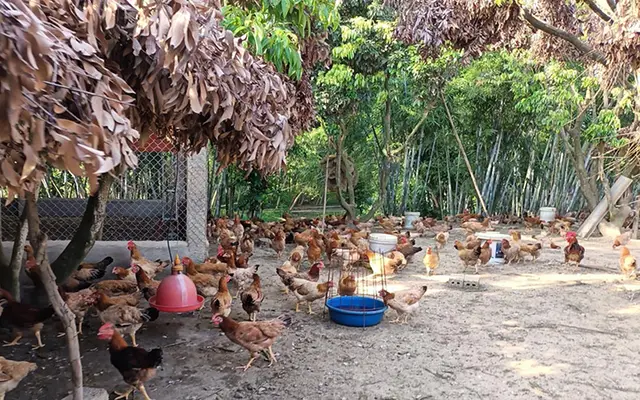 ​Cách phòng, chống nắng nóng cho vật nuôi