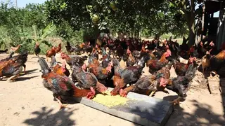 Một số lưu ý chăm sóc nuôi dưỡng đàn gia súc, gia cầm trước mùa mưa bão