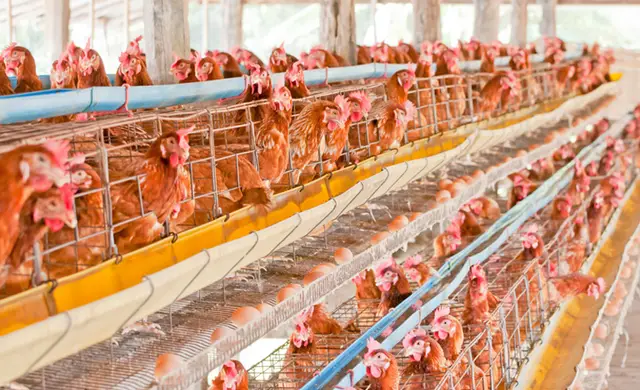 Vệ sinh chuồng trại nuôi gà đúng kỹ thuật