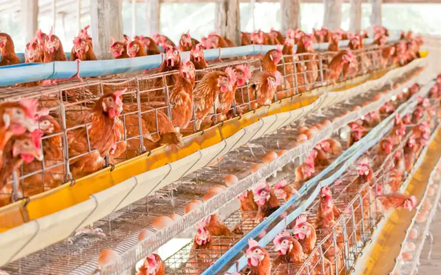 Vệ sinh chuồng trại nuôi gà đúng kỹ thuật