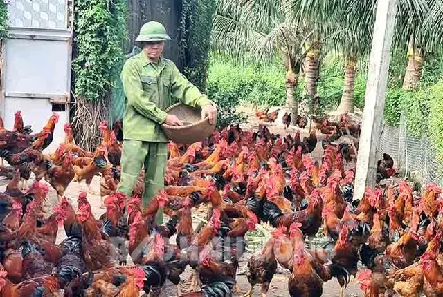 Gà trống J-Dabaco sinh trưởng ổn định, đem lại hiệu quả kinh tế cao, phù hợp điều kiện Hải Dương.