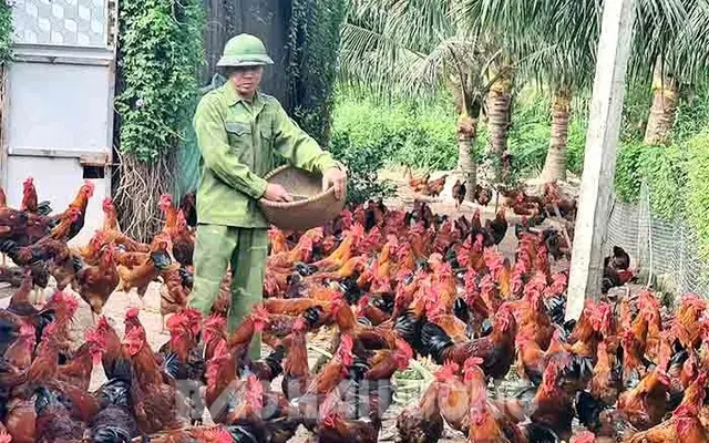 Gà trống J-Dabaco sinh trưởng ổn định, đem lại hiệu quả kinh tế cao, phù hợp điều kiện Hải Dương.