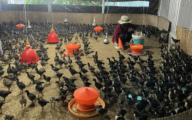Thận trọng chăn nuôi cuối năm