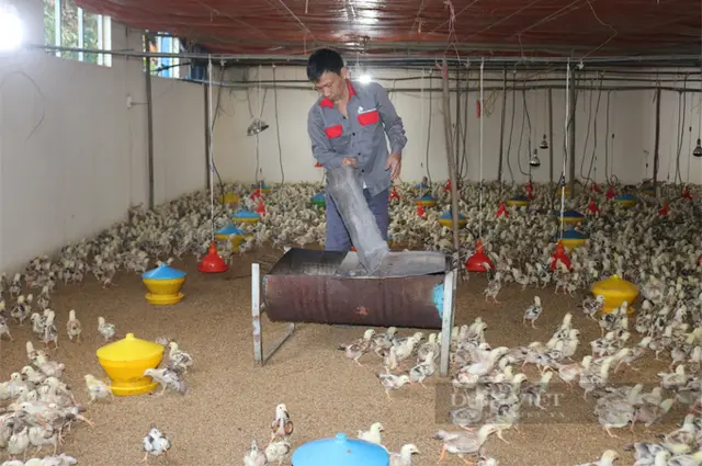 Tỷ phú nuôi gà thả vườn ở Lào Cai, ngồi nhà thấy được hết đàn gà trong chuồng, ngoài sân