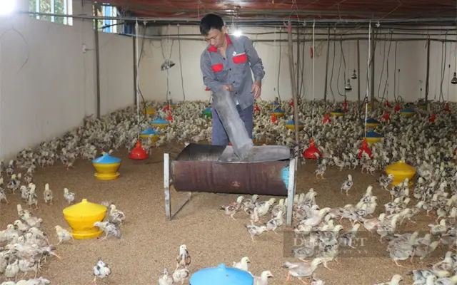 Tỷ phú nuôi gà thả vườn ở Lào Cai, ngồi nhà thấy được hết đàn gà trong chuồng, ngoài sân