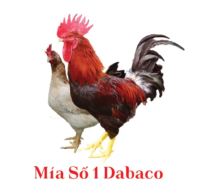Mía Số 1 Dabaco