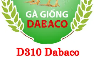 D310 Dabaco