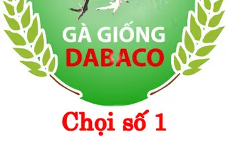Chọi Số 1 Dabaco