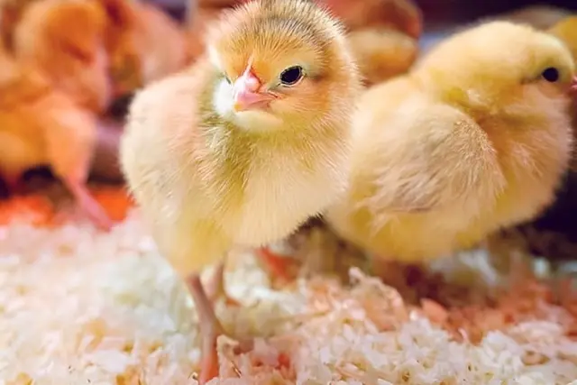 ​Đặc điểm ngoại hình và khả năng sinh sản, cho thịt của giống gà ri.