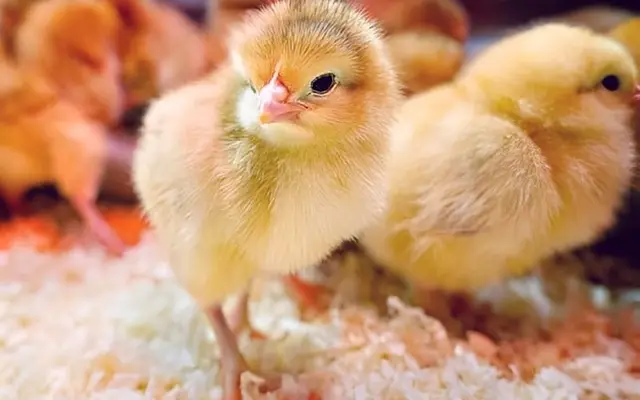 Đặc điểm ngoại hình và khả năng sinh sản, cho thịt của giống gà ri.
