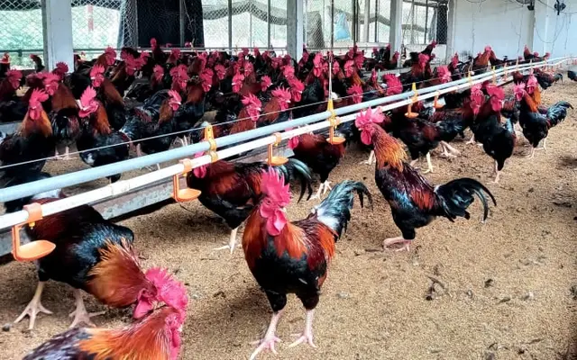 Mía số 1 phù hợp phát triển thành hàng hóa quy mô lớn