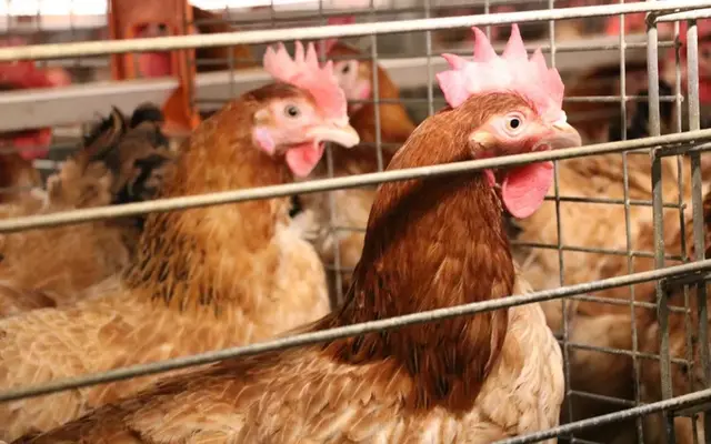 Bình dân hóa đặc sản gà Mía