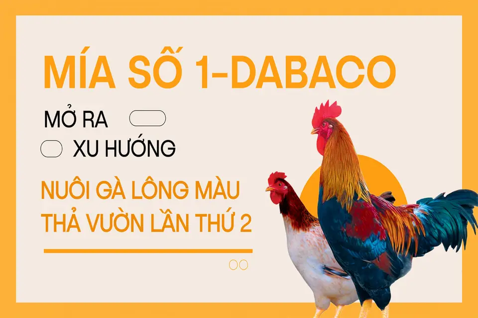 Mía số 1 - Dabaco, mở ra xu hướng nuôi gà lông màu thả vườn lần thứ 2