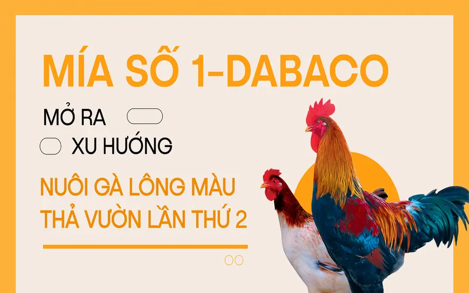 Mía số 1 - Dabaco, mở ra xu hướng nuôi gà lông màu thả vườn lần thứ 2