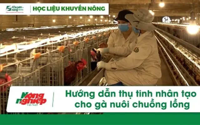 Hướng dẫn thụ tinh nhân tạo cho gà nuôi chuồng lồng