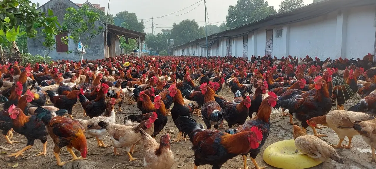 Gà Mía số 1 Dabaco - giống gà cực phẩm có gì mà càng ngày càng hot?