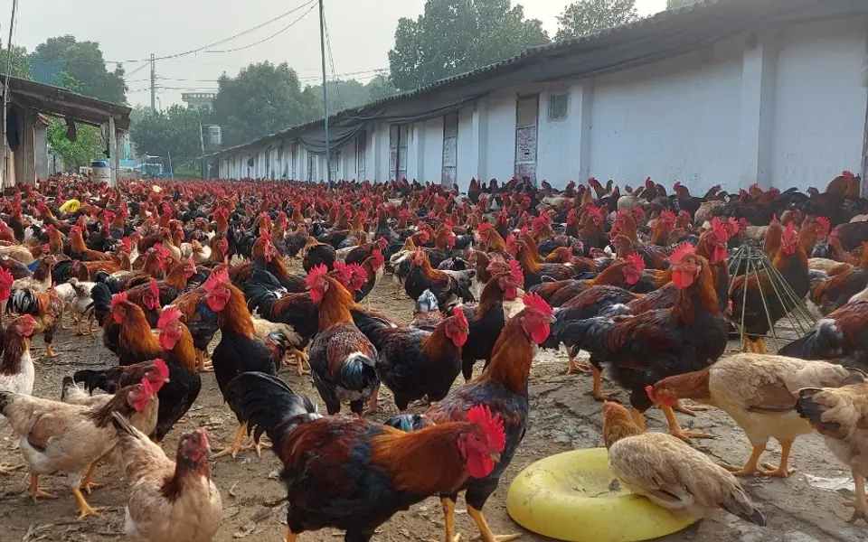 Gà Mía số 1 Dabaco - giống gà cực phẩm có gì mà càng ngày càng hot?