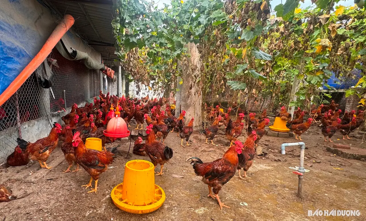 Nuôi gà J-Dabaco, lãi từ 13-18 triệu đồng/1.000 con