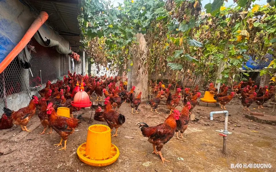 Nuôi gà J-Dabaco, lãi từ 13-18 triệu đồng/1.000 con