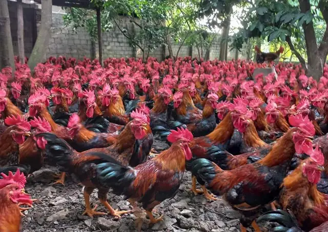 Gỡ mối lo gà giống nhập lậu cho người chăn nuôi