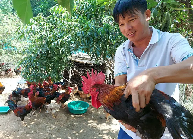 Gỡ mối lo gà giống nhập lậu cho người chăn nuôi